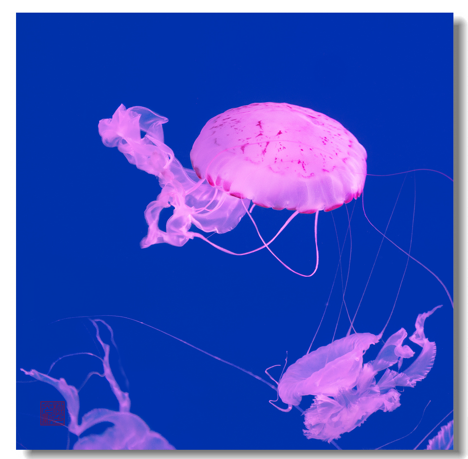 紫纹海刺水母多鳞霞蝶鱼白鲸明星白鲸是鲸类王国中最优秀的"口技"专家